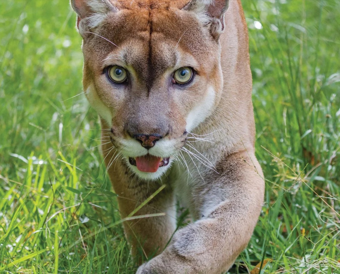 A Florida Panther walking through grass with a close-up of its' face.